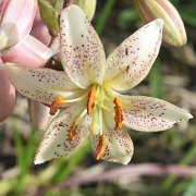 martagon albiflorum